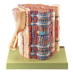 Striated Muscle Fiber With Functional Model